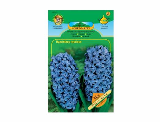 Hyacint DELFT BLUE 3ks/ZA/pcc