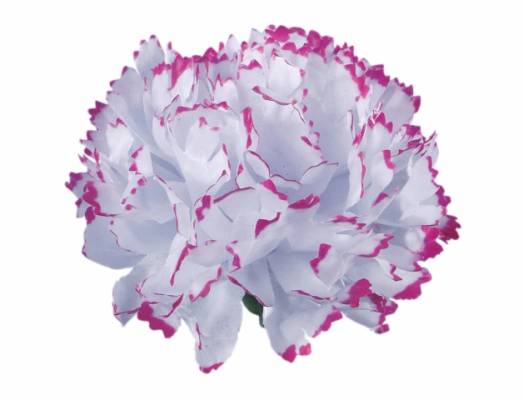 Karafiát 9cm bílá s lilou