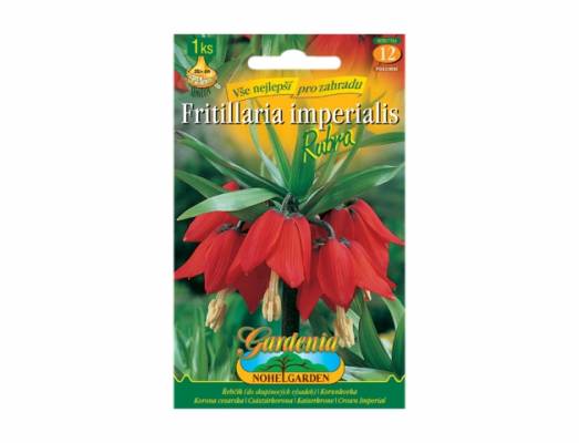 Fritillaria i/řebčík/1ks pdd