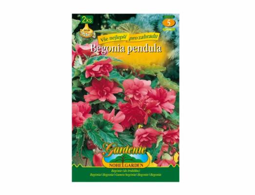 Begonia PINK 2ks