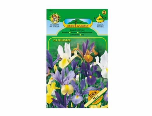 Kosatec (Iris hollandica) 10ks