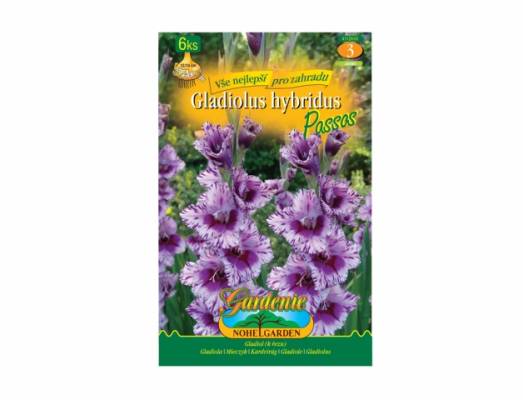 Gladiolus PASSOS 6ks/VE/jdd
